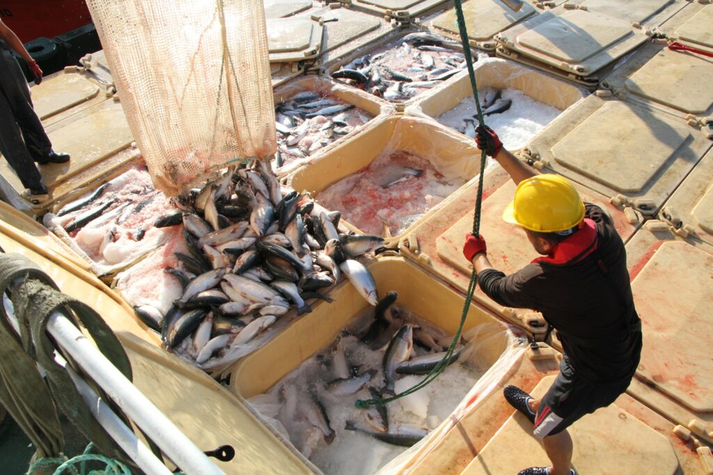turkish-seafood-exports-hit-nearly-$974m-in-h1,-up-4%-yearly