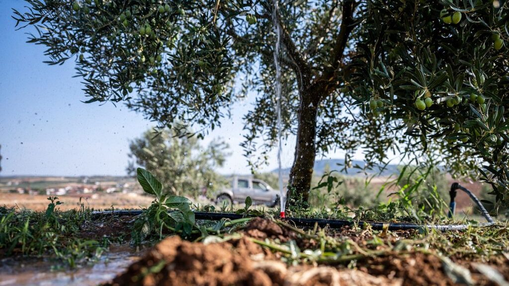 british-potatoes-and-spanish-olives:-how-climate-extremes-are-pushing-up-food-prices