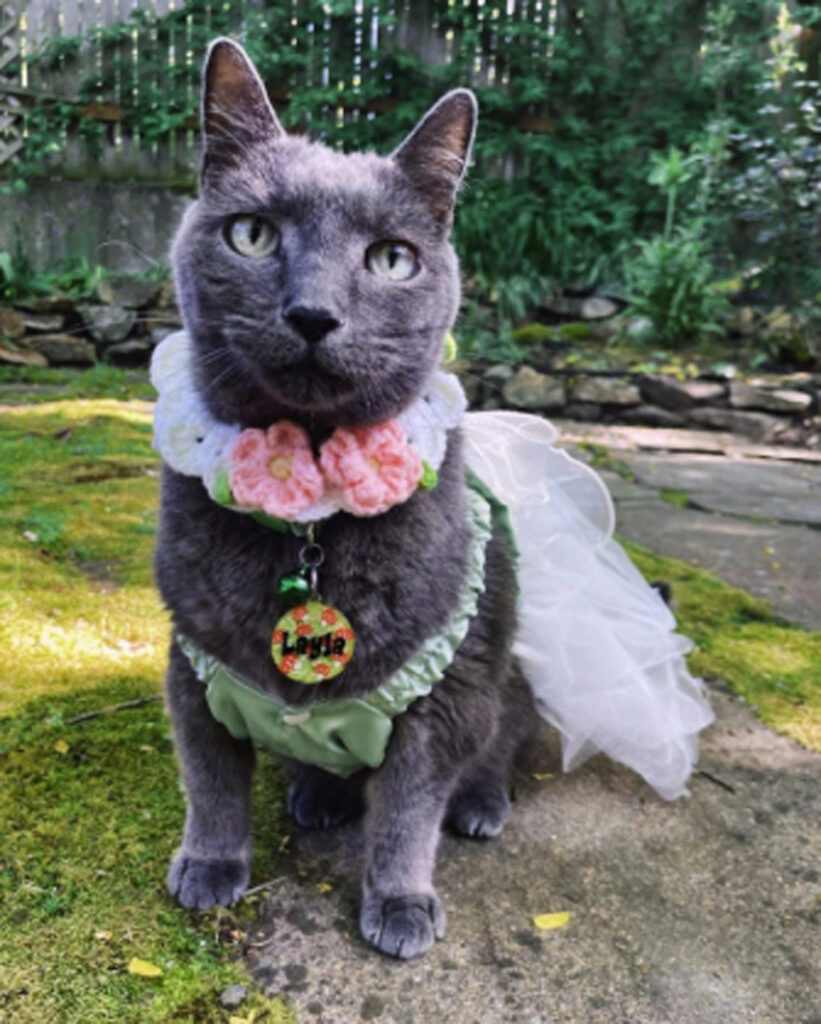 elderly-seattle-cat-suffers-‘terror’-from-blue-angels,-feline’s-owner-says-in-lawsuit