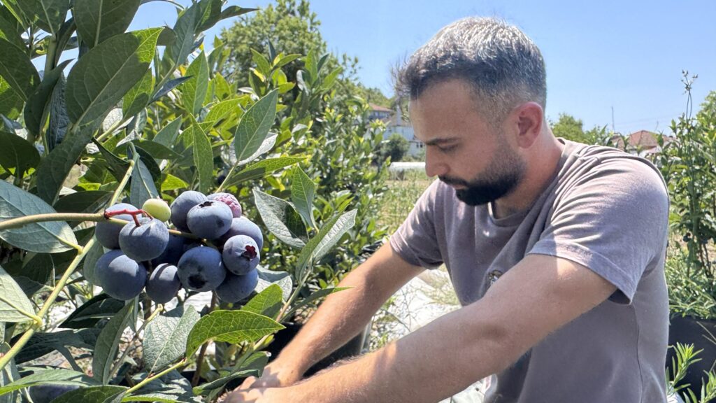 he-became-the-manufacturer-of-the-wildbergetic-in-zonguldak,-which-was-affected-by-his-taste-during-his-student-years-in-the-trnc.